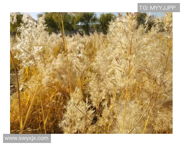 与吴芳畅聊王者荣耀的成长历程与职业生涯的点滴回忆实时新闻
